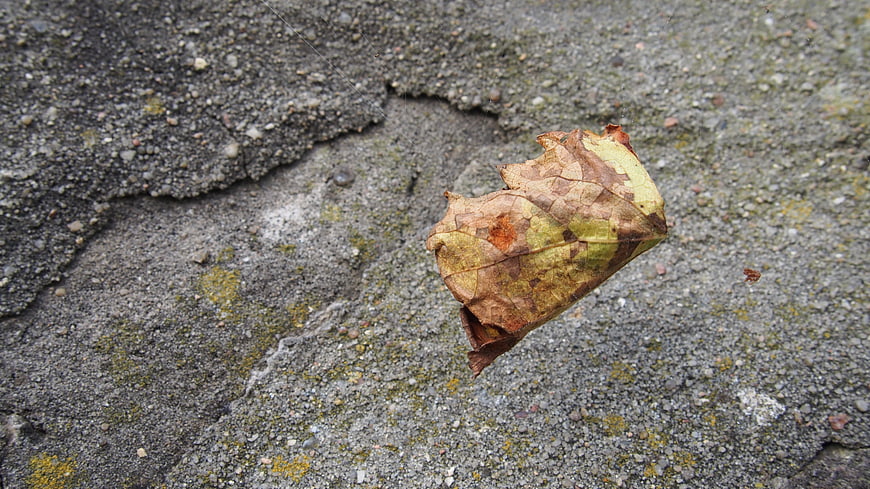 Dried brown leaf on cracked concrete pavement