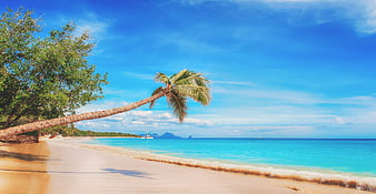 Tropical Beach with Leaning Palm Tree and Turquoise Ocean