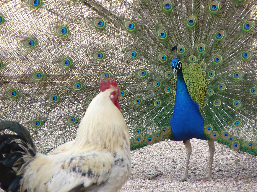 White Rooster and Displaying Peacock in Natural Setting
