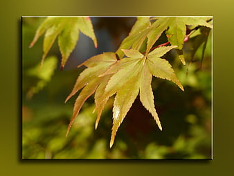 Close-up of Japanese Maple Leaves in Early Autumn Sunlight
