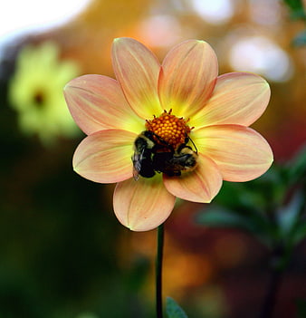 Close-up of two bumblebees pollinating a peach dahlia flower