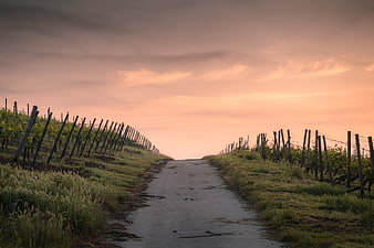 Winding Vineyard Road at Sunset with Wooden Fences