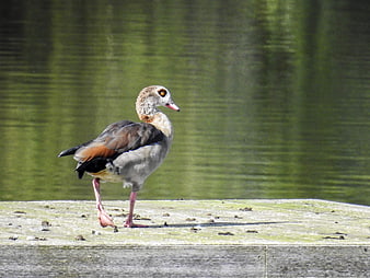Egyptian Goose Standing on Wooden Dock by Lake