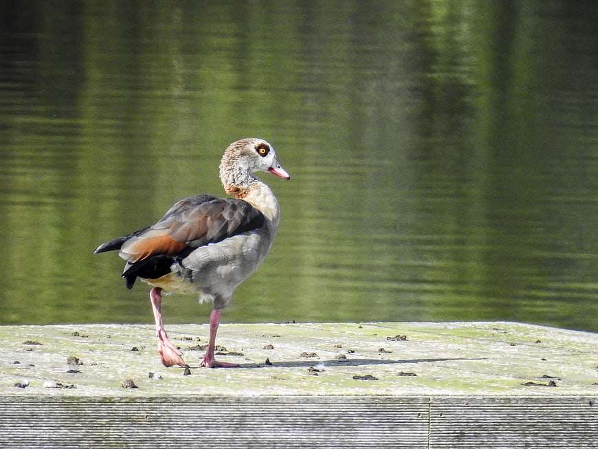 Egyptian Goose Standing on Wooden Dock by Lake