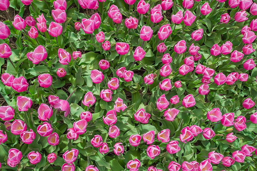 Vibrant Pink Tulips Blooming in a Spring Garden Field