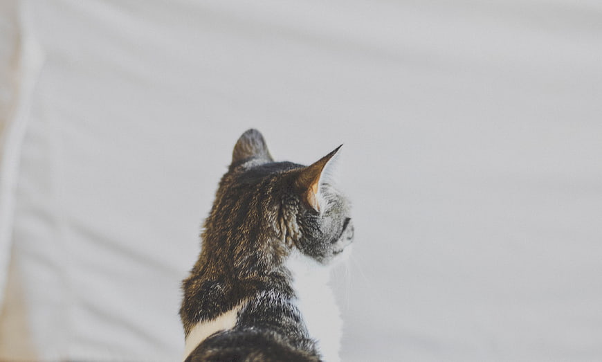 Tabby Cat Looking Away on White Background