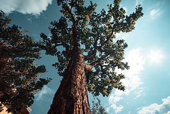 Low angle view of tall tree trunk against blue sky