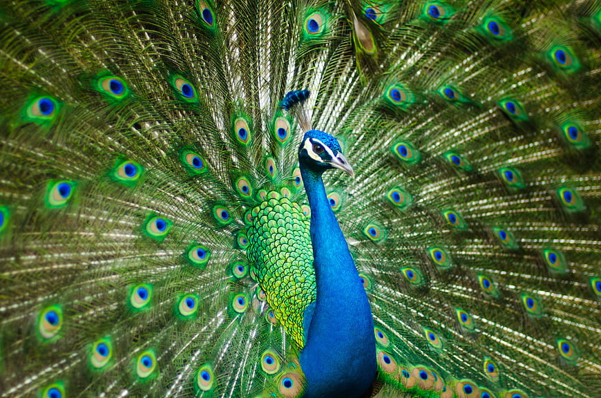 Male Peacock Displaying Vibrant Blue and Green Feathers