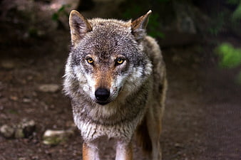 Close-up portrait of a gray wolf in the forest