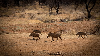 Warthogs walking across dry African savanna landscape