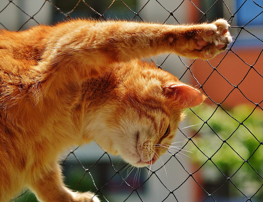Orange Tabby Cat Scratching Chain Link Fence
