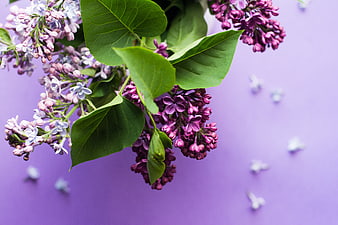 Fresh Lilac Flowers on Purple Background
