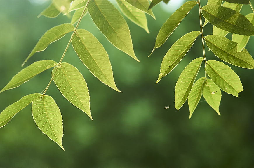 Close-up of green leaves with soft bokeh background