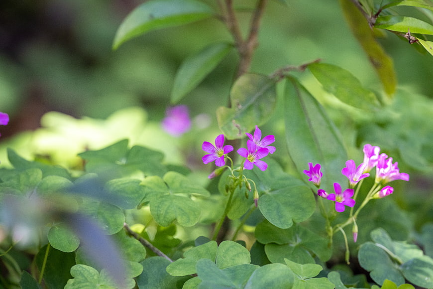 Close-up of purple wood sorrel flowers in a green garden