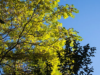 Sunlit Yellow Leaves Against Blue Sky