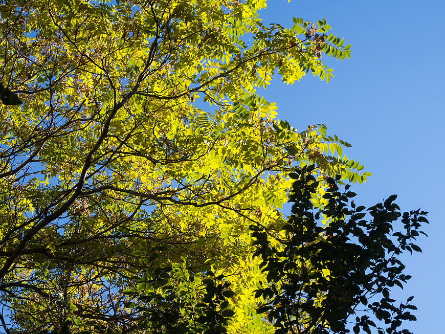 Sunlit Yellow Leaves Against Blue Sky