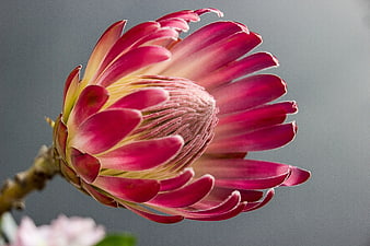 Close-up of a vibrant pink protea flower bud