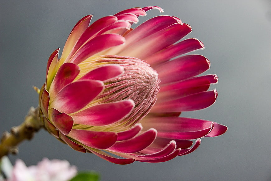 Close-up of a vibrant pink protea flower bud