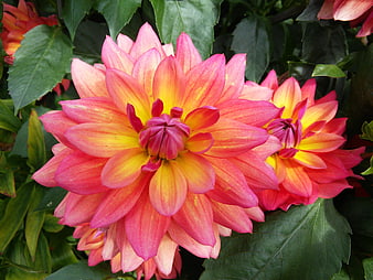 Vibrant Pink and Yellow Dahlia Flowers in Garden