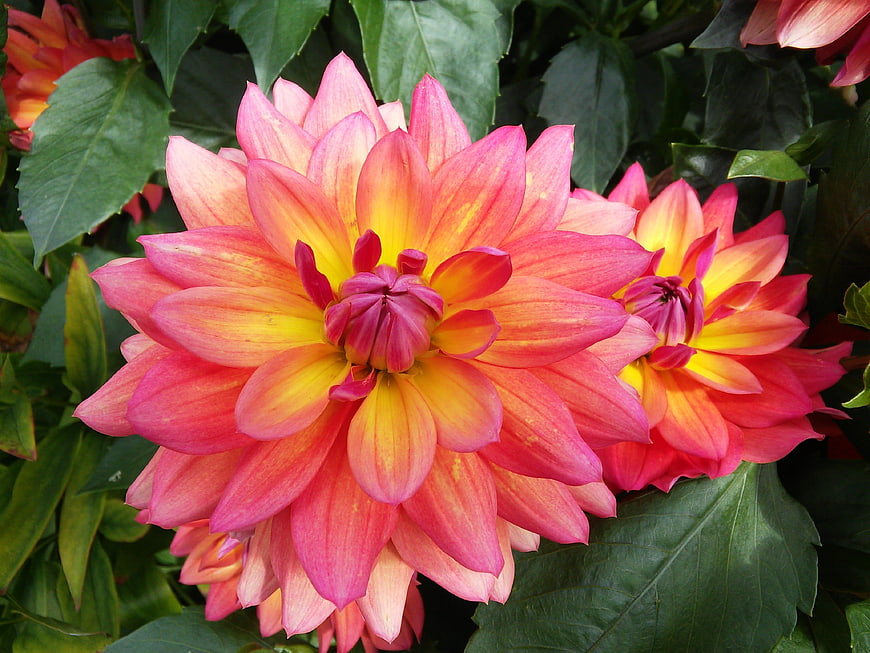 Vibrant Pink and Yellow Dahlia Flowers in Garden
