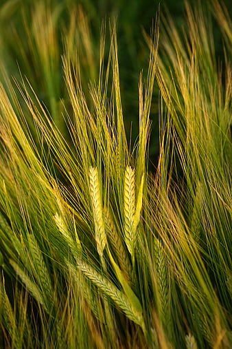 Close-up of golden barley stalks in a field