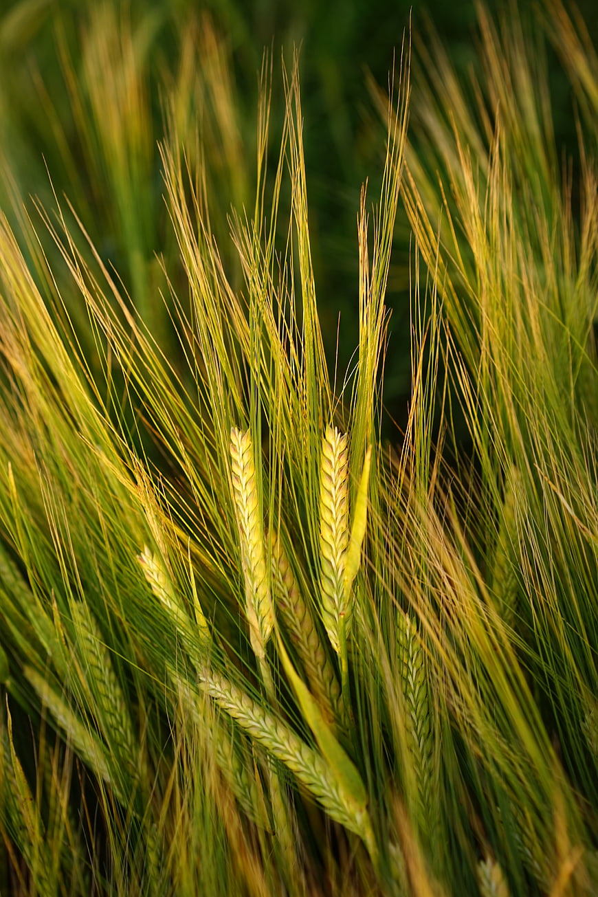 Close-up of golden barley stalks in a field