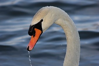 Close-up of White Swan Head with Water Droplets