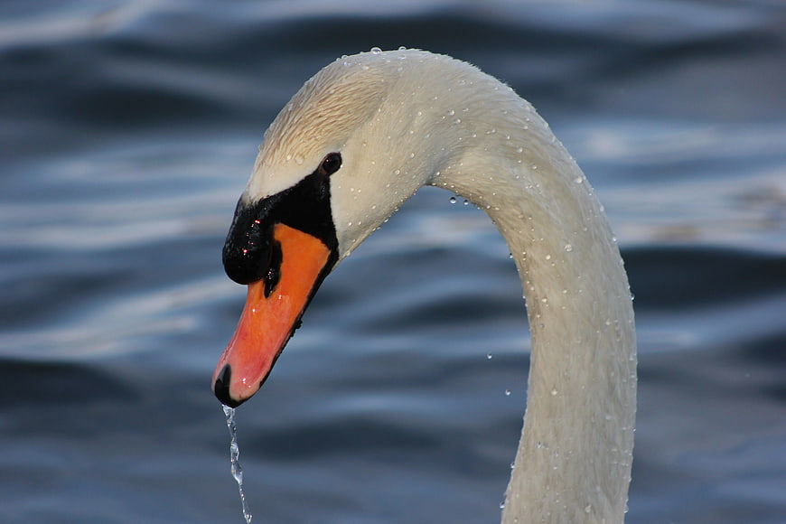 Close-up of White Swan Head with Water Droplets