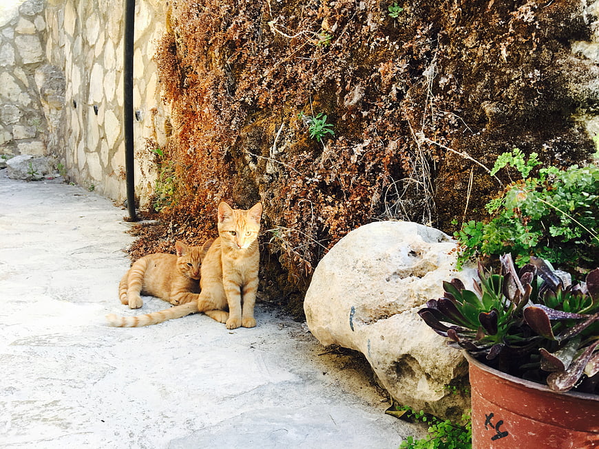 Two orange tabby cats resting near a stone wall and plants