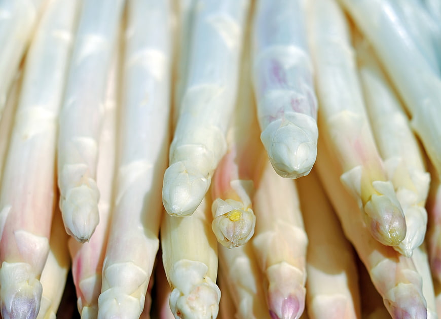 Close-up of fresh white asparagus stalks