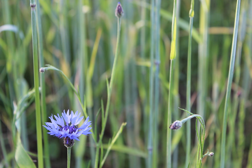 Blue Cornflower in Green Grass Field