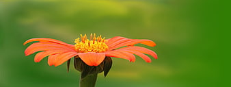 Vibrant Orange Flower with Yellow Center on Green Background