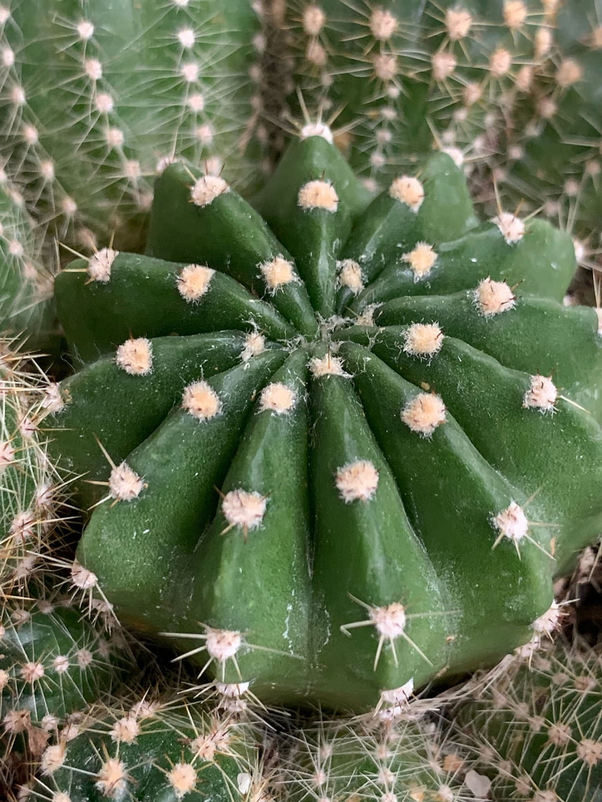 Close-up of green cactus with spines and areoles