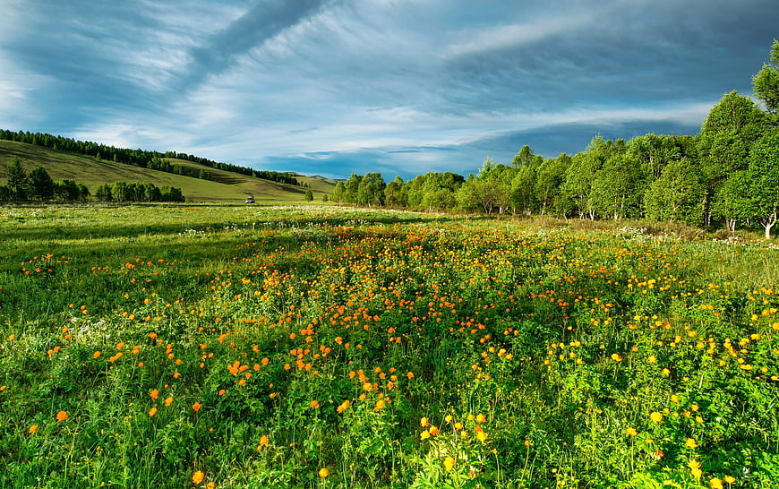 Vibrant Wildflower Meadow with Rolling Hills and Blue Sky