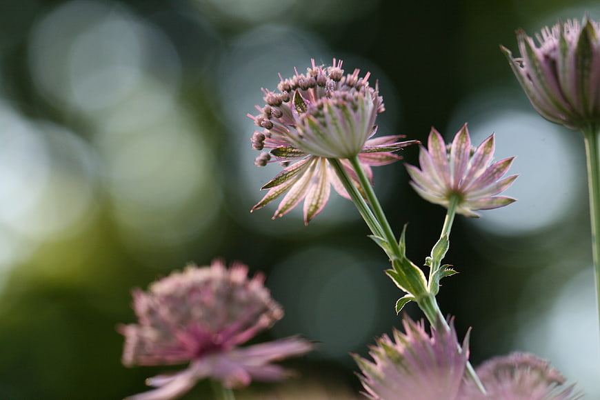 Close-up of delicate pink Astrantia flowers with bokeh background
