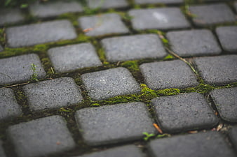 Close-up of mossy cobblestone pavement texture