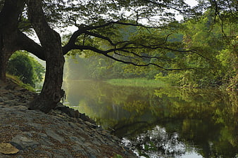 Serene River Landscape with Large Tree and Misty Morning Light
