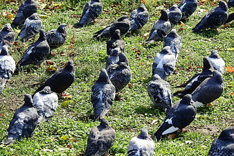 Flock of pigeons foraging on green grass in a park
