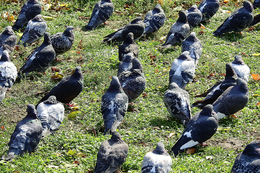 Flock of pigeons foraging on green grass in a park