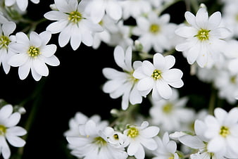 Close-up of delicate white flowers on black background