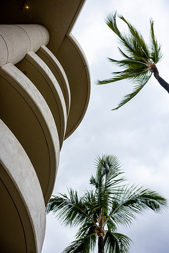 Low angle view of curved balconies and palm trees against sky