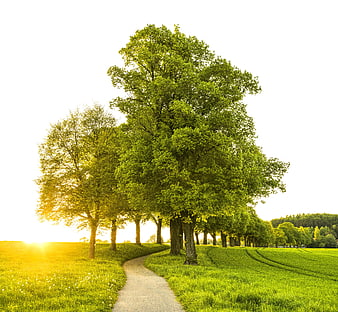 Sunlit Tree Avenue Path in Green Summer Field