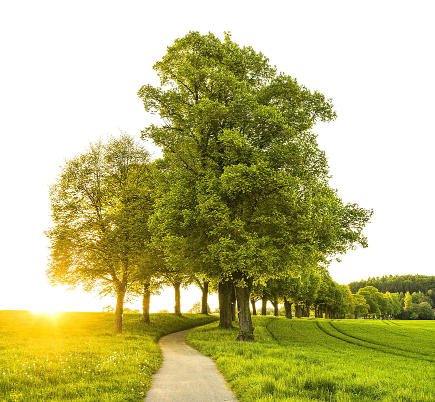 Sunlit Tree Avenue Path in Green Summer Field