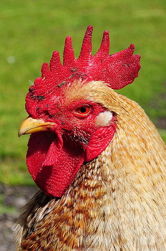 Close-up portrait of a red hen with bright comb