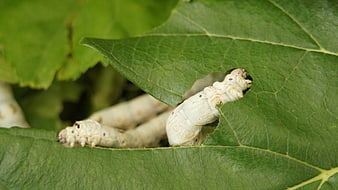 Silkworms Feeding On Fresh Green Mulberry Leaves