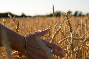 Woman's Hand Touching Golden Wheat Field at Sunset