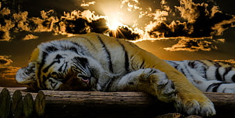 Sleeping Tiger on Log Against Dramatic Sunset Sky