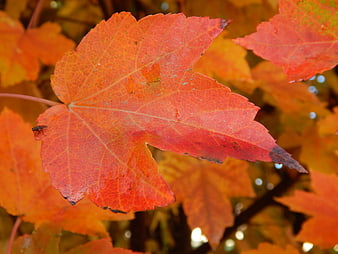 Close-up of vibrant red maple leaf in autumn foliage