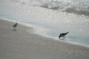 Two Sandpipers Foraging on Sandy Beach Shoreline