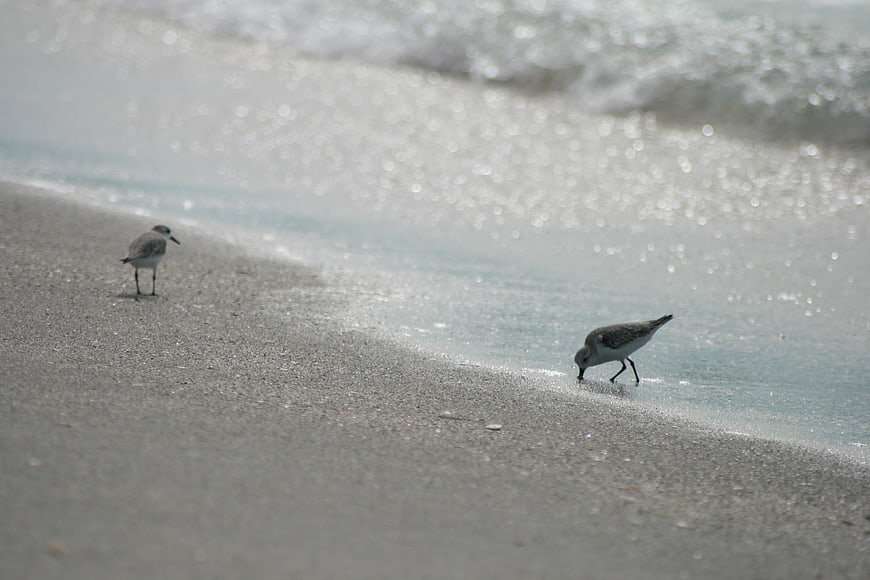 Two Sandpipers Foraging on Sandy Beach Shoreline